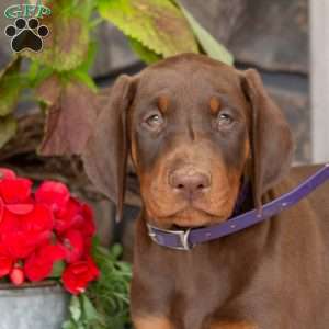 Sasha, Doberman Pinscher Puppy