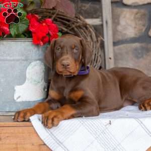 Sasha, Doberman Pinscher Puppy