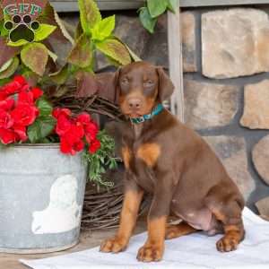 Serene, Doberman Pinscher Puppy