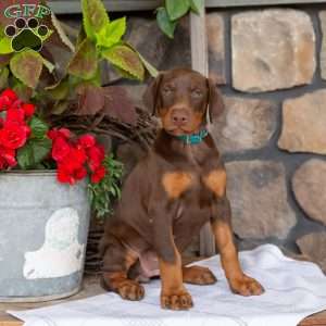 Serene, Doberman Pinscher Puppy