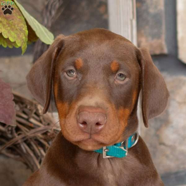 Serene, Doberman Pinscher Puppy