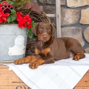Serene, Doberman Pinscher Puppy