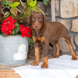 Serene, Doberman Pinscher Puppy