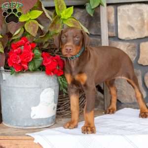 Serene, Doberman Pinscher Puppy