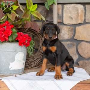 Symphony, Doberman Pinscher Puppy