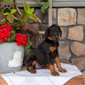 Symphony, Doberman Pinscher Puppy