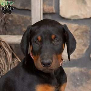 Symphony, Doberman Pinscher Puppy