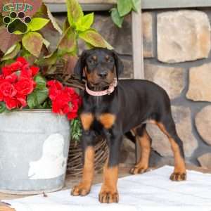 Symphony, Doberman Pinscher Puppy