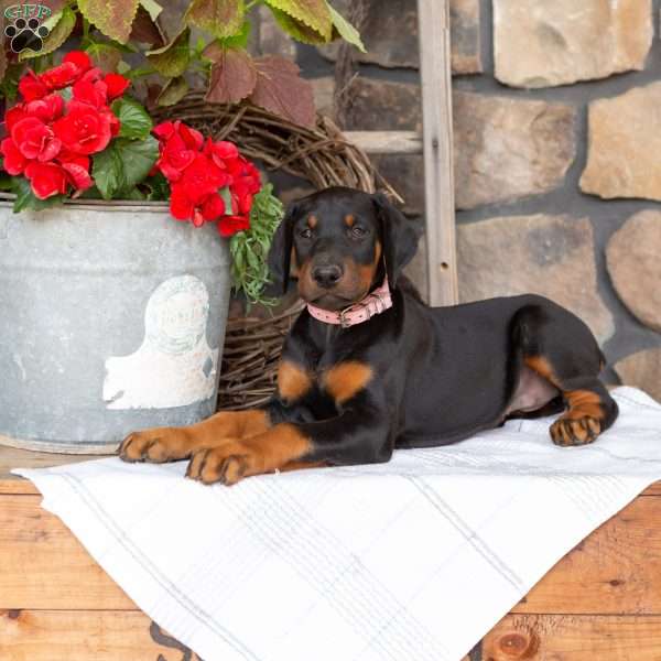 Symphony, Doberman Pinscher Puppy
