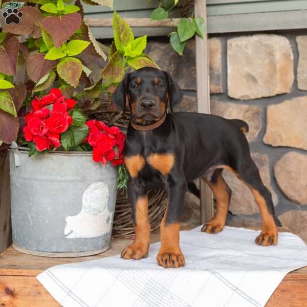 Secret, Doberman Pinscher Puppy