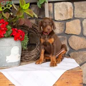 Spark, Doberman Pinscher Puppy