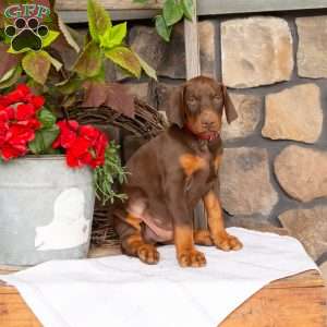 Spark, Doberman Pinscher Puppy