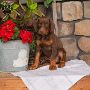 Spark, Doberman Pinscher Puppy