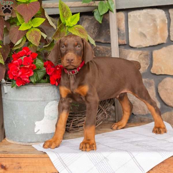 Spark, Doberman Pinscher Puppy