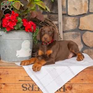 Spark, Doberman Pinscher Puppy