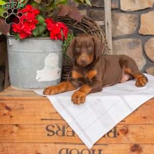 Spark, Doberman Pinscher Puppy