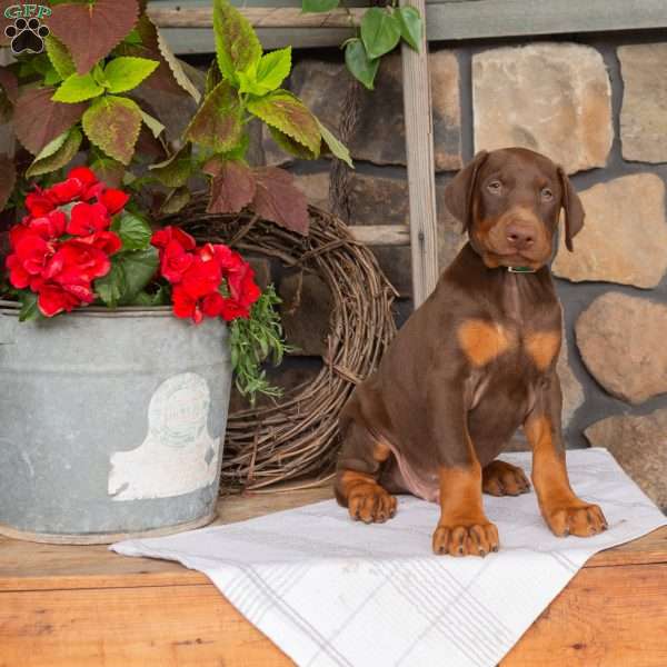 Seargant, Doberman Pinscher Puppy