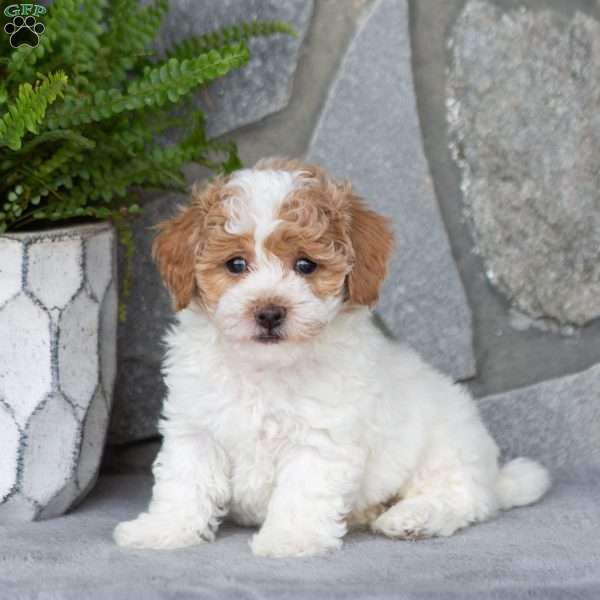 Jason, Maltipoo Puppy