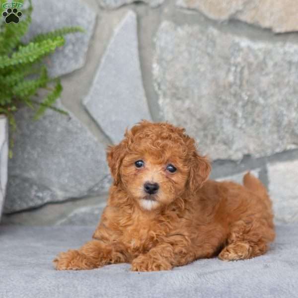 Jackson, Maltipoo Puppy