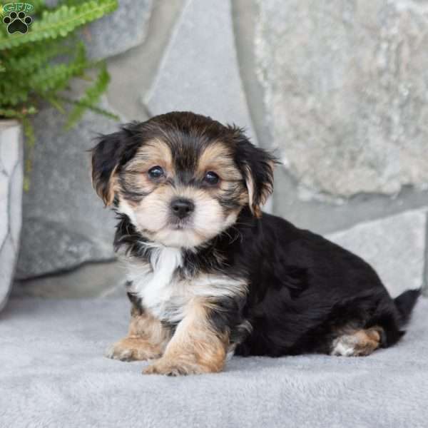 Kaylor, Yorkie-Chon Puppy