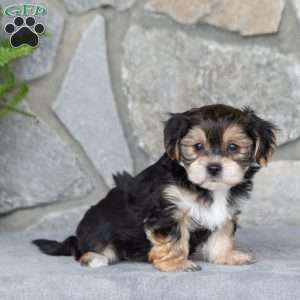 Kylie, Yorkie-Chon Puppy