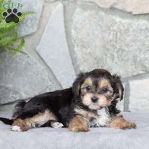 Kylie, Yorkie-Chon Puppy