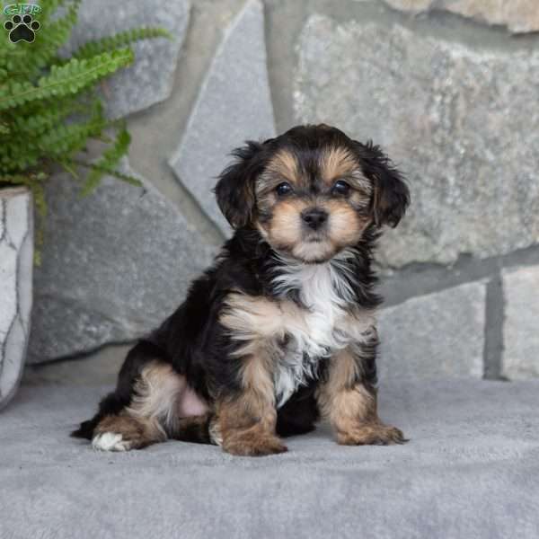 Kylie, Yorkie-Chon Puppy