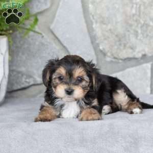 Kylie, Yorkie-Chon Puppy