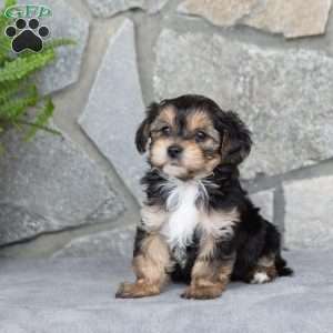 Kylie, Yorkie-Chon Puppy