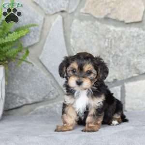 Kylie, Yorkie-Chon Puppy