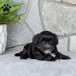 Lori, Yorkie-Chon Puppy