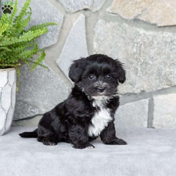 Lori, Yorkie-Chon Puppy