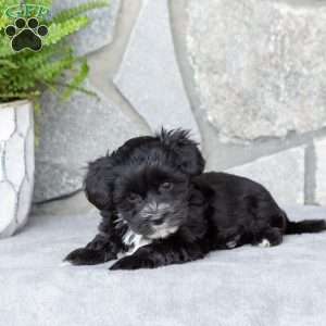 Lori, Yorkie-Chon Puppy