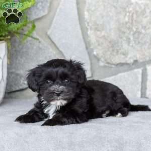 Lori, Yorkie-Chon Puppy