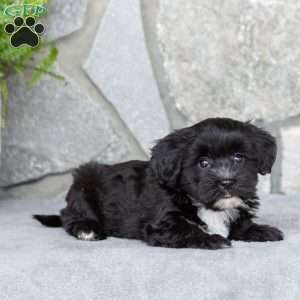 Lanae, Yorkie-Chon Puppy