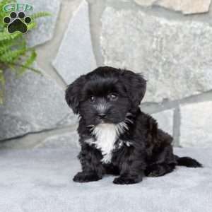 Lanae, Yorkie-Chon Puppy