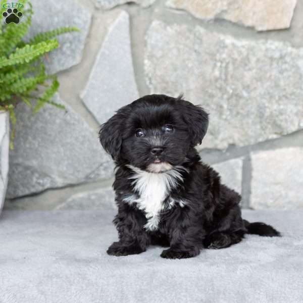 Lanae, Yorkie-Chon Puppy