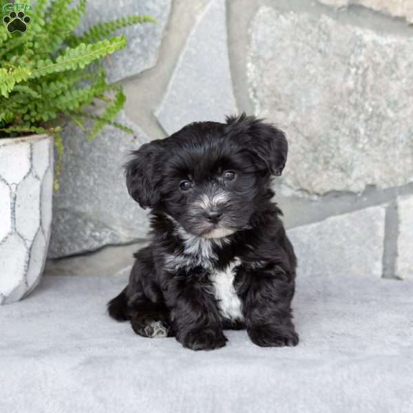 Landon, Yorkie-Chon Puppy