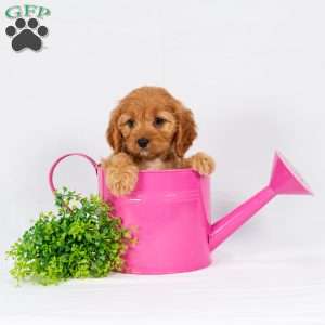 Lila, Maltipoo Puppy