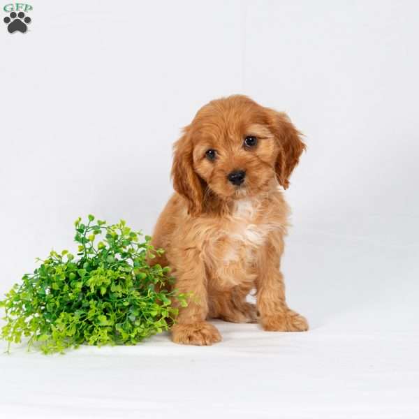 Lila, Maltipoo Puppy