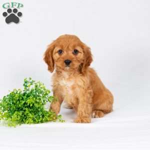 Lila, Maltipoo Puppy