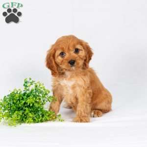 Lila, Maltipoo Puppy