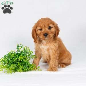 Lila, Maltipoo Puppy