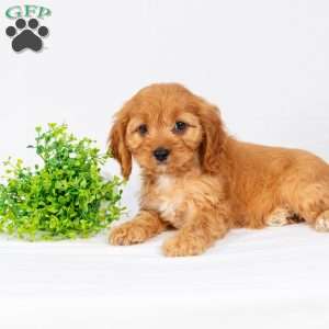 Lila, Maltipoo Puppy
