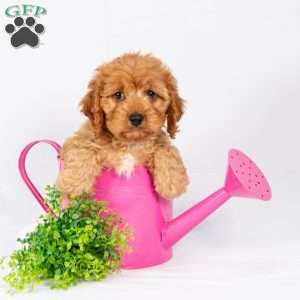 Luke, Maltipoo Puppy