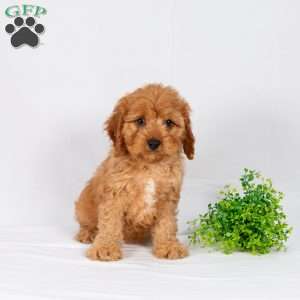 Luke, Maltipoo Puppy