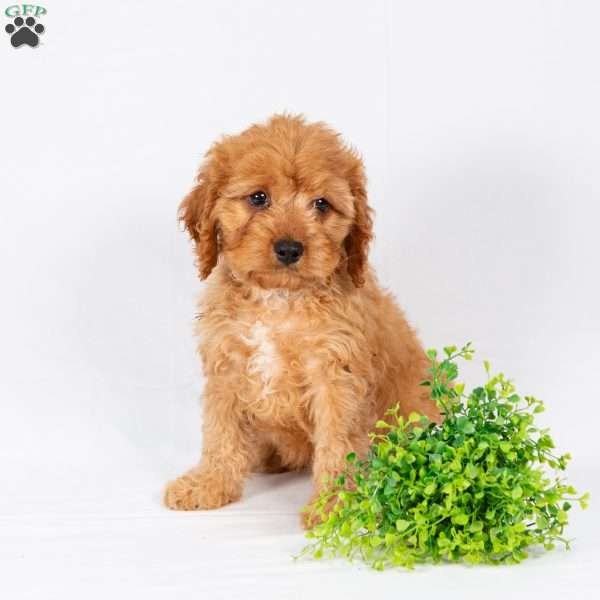 Luke, Maltipoo Puppy
