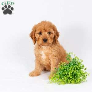 Luke, Maltipoo Puppy