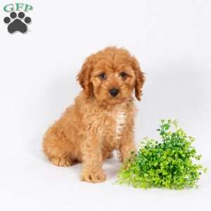 Luke, Maltipoo Puppy