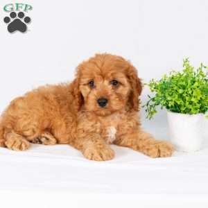 Luke, Maltipoo Puppy